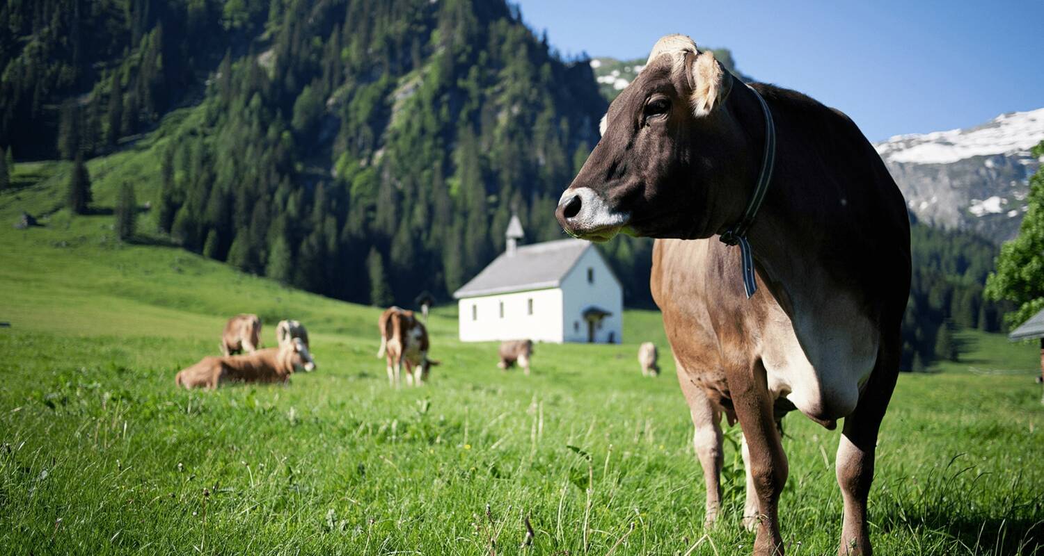 Kühe 4, Vorarlberg Milch Kühe 4, Vorarlberg Milch