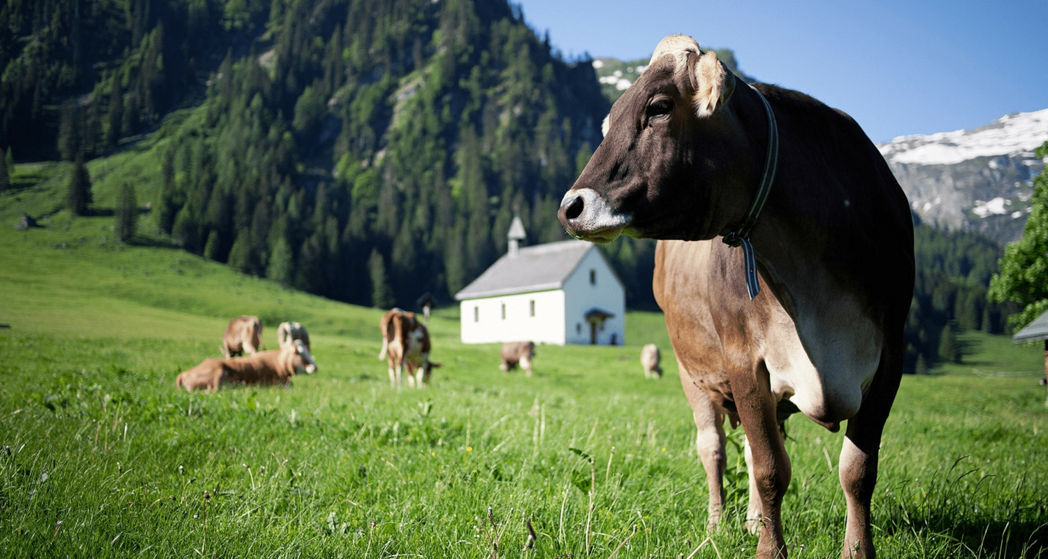Kühe 4, Vorarlberg Milch Kühe 4, Vorarlberg Milch