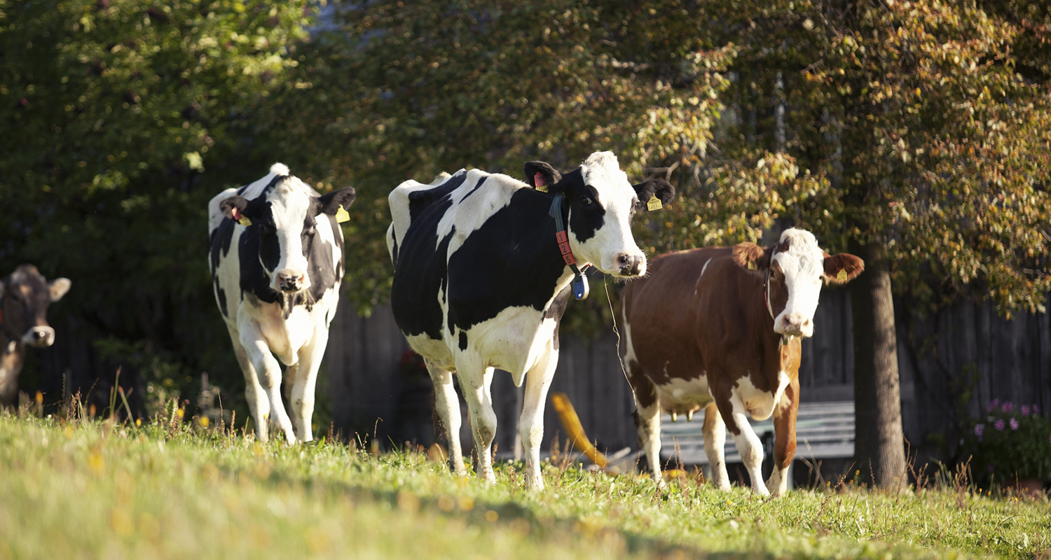 Herbst-1,-Vorarlberg-Milch Herbst-1,-Vorarlberg-Milch