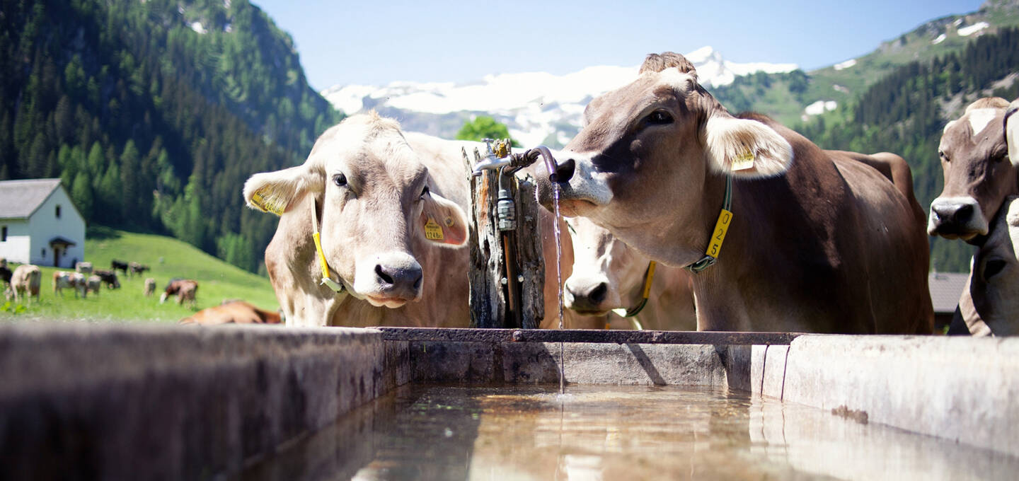 Kühe1, Vorarlberg Milch