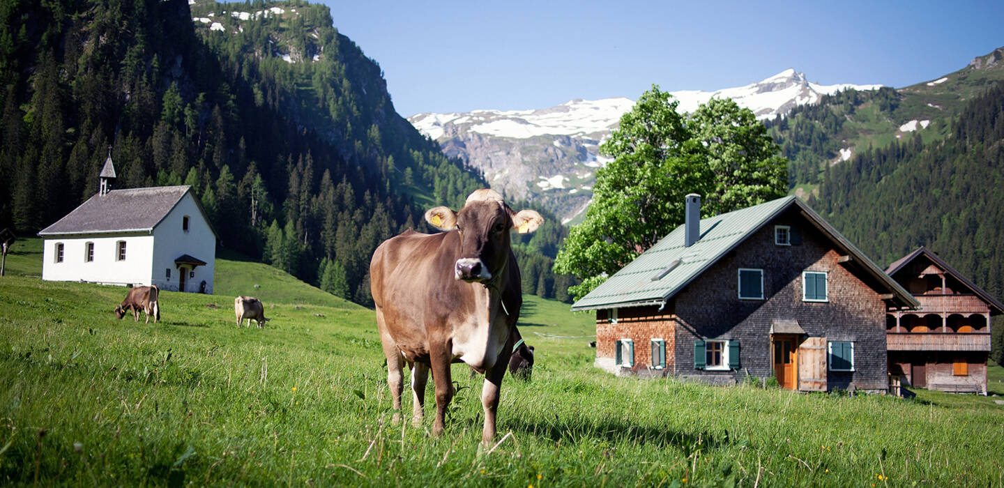 Kühe3, Vorarlberg Milch