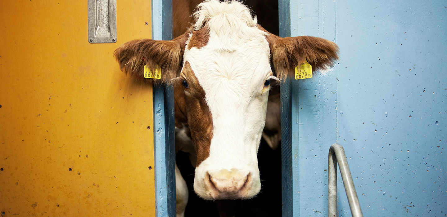 Hubert 2, Vorarlberg Milch