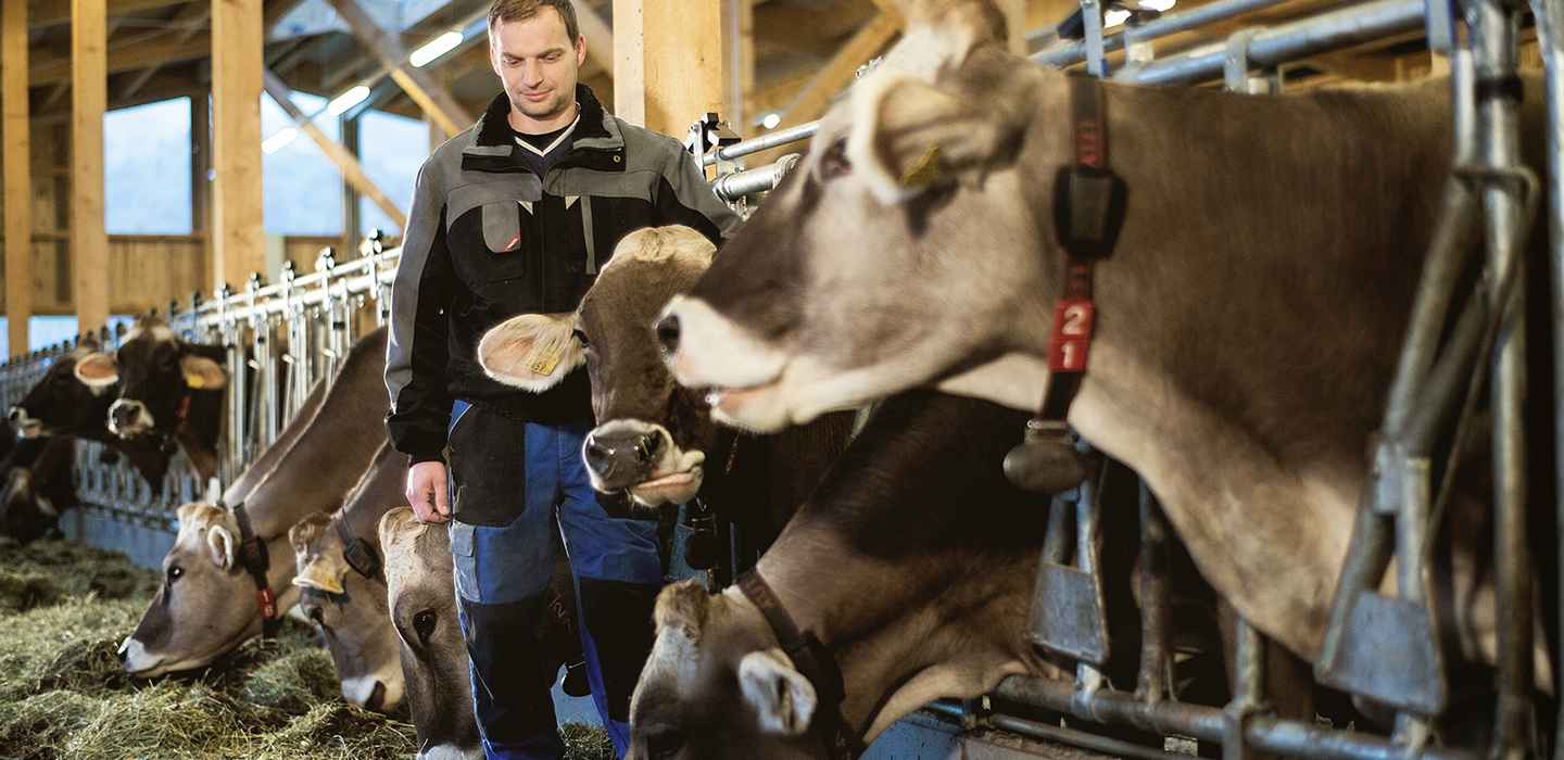 Bernhard 7, Vorarlberg Milch