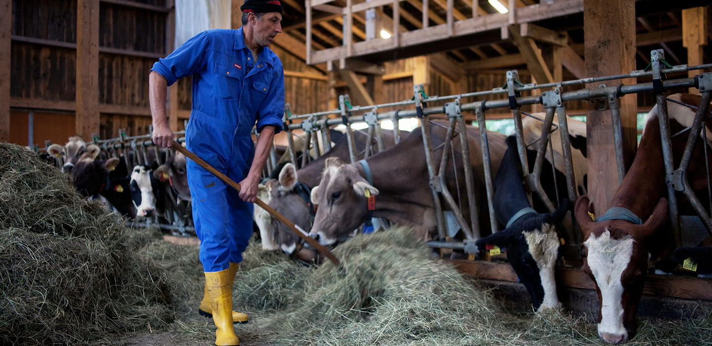Hubert 18, Vorarlberg Milch