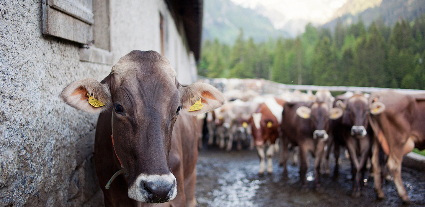 Helga 26, Vorarlberg Milch