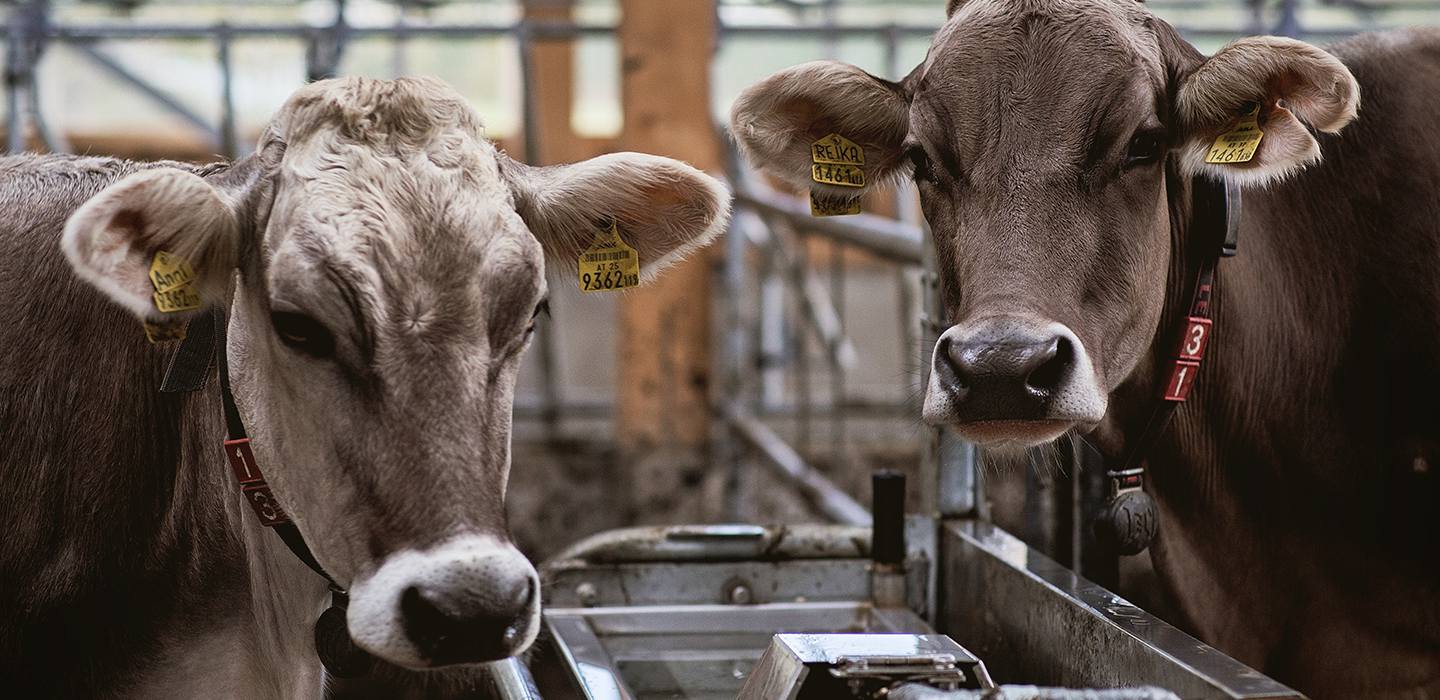 Bernhard 9, Vorarlberg Milch