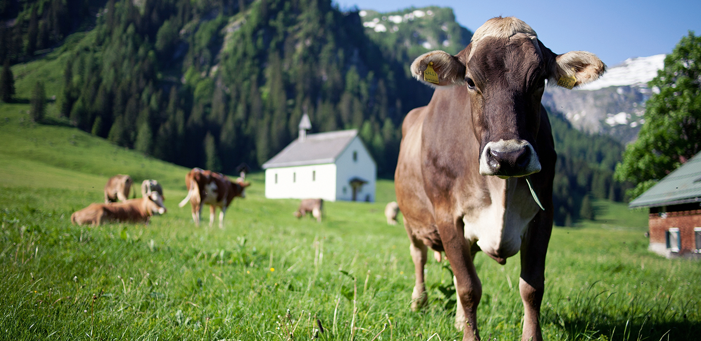 Helga 17, Vorarlberg Milch