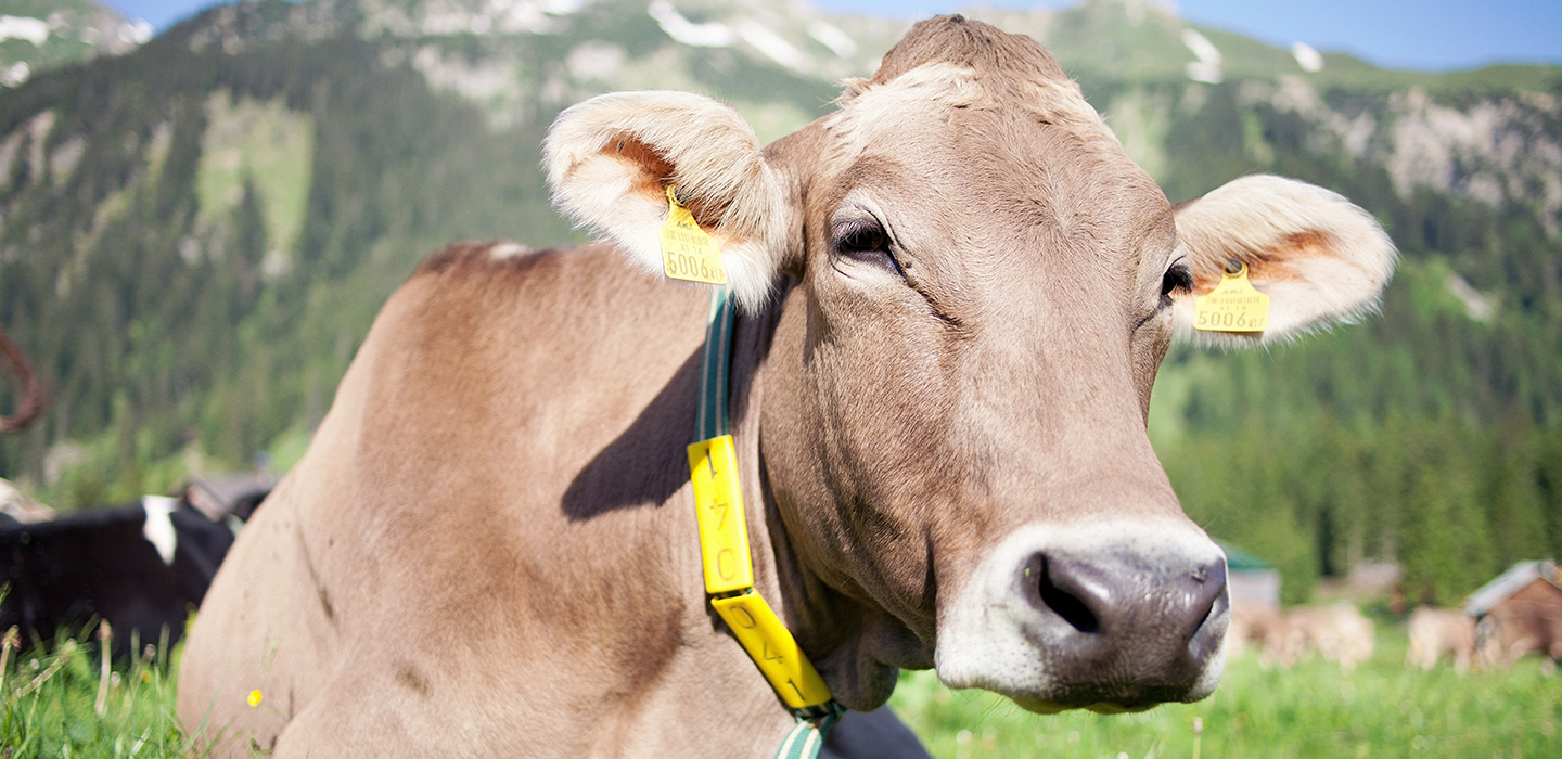 Helga 18, Vorarlberg Milch