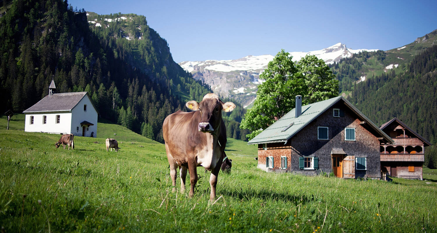 Startseite, Vorarlberg Milch