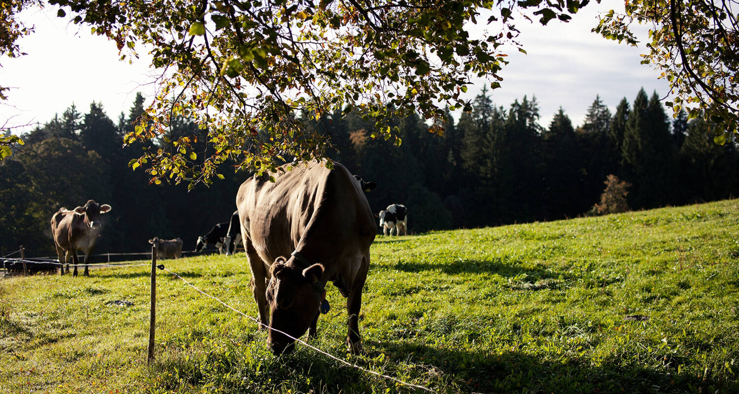 Herbstkuh_2 Herbstkuh_2