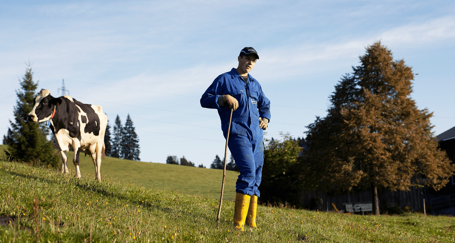 Kühe 5, Vorarlberg Milch Kühe 5, Vorarlberg Milch