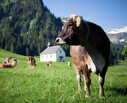 Grünland-1,Vorarlberg-Milch Grünland-1,Vorarlberg-Milch