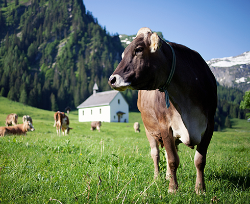 Grünland-1,Vorarlberg-Milch