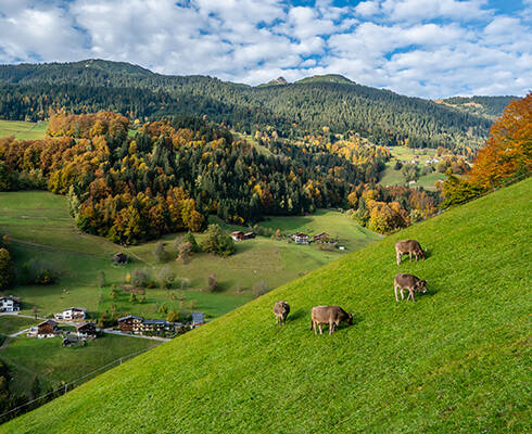 Glyphosat 2, Vorarlberg Milch