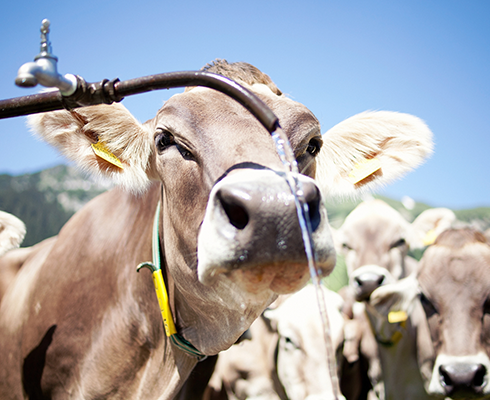Kuh, Vorarlberg Milch Kuh, Vorarlberg Milch