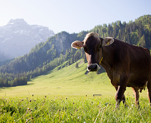 Kühe auf Wiese, Vorarlberg Milch