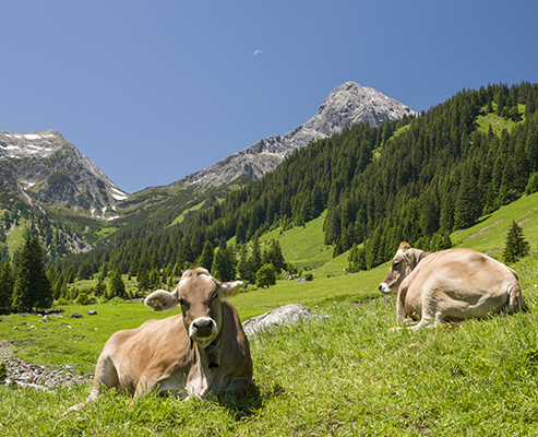Kühe,-Vorarlberg-Milch