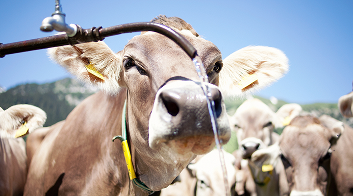 Kuh, Vorarlberg Milch Kuh, Vorarlberg Milch